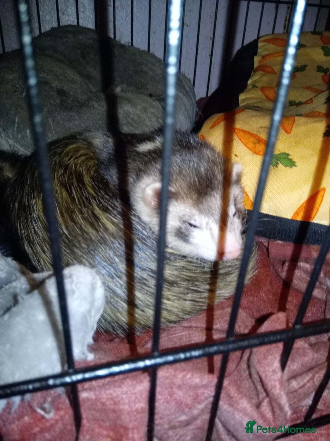 Ferret rodents for sale: Danny  - Image 2