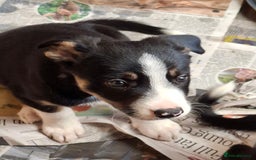 Border Collie dogs for sale: Border collie Puppy forsale - Image 9