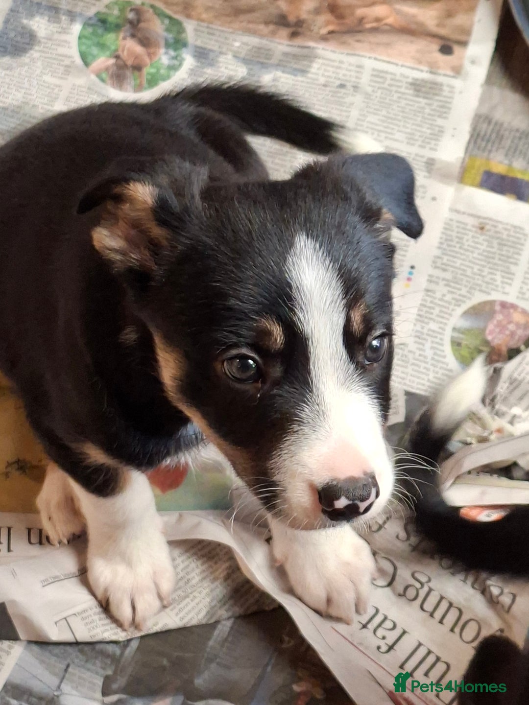 Border Collie dogs for sale: Border collie Puppy forsale - Image 9