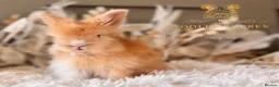 Angora rabbits for sale: BEAUTIFUL LITTER OF ANGORAS - Advert 22