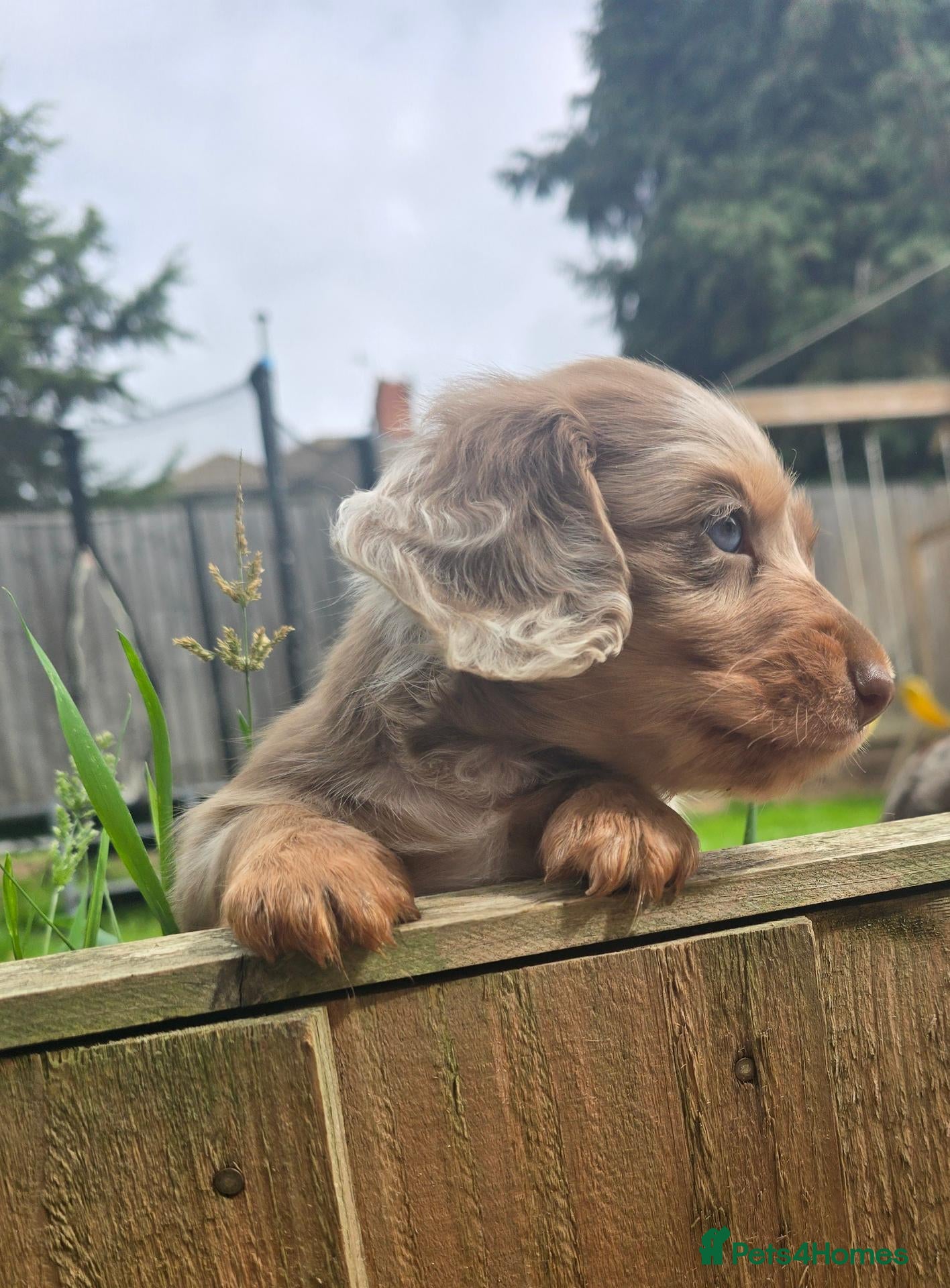 Miniature Dachshund dogs 3 Boys to be reserved  - Advert 4
