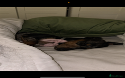 Miniature Dachshund dogs for sale: 2 year old girl  - Image 10