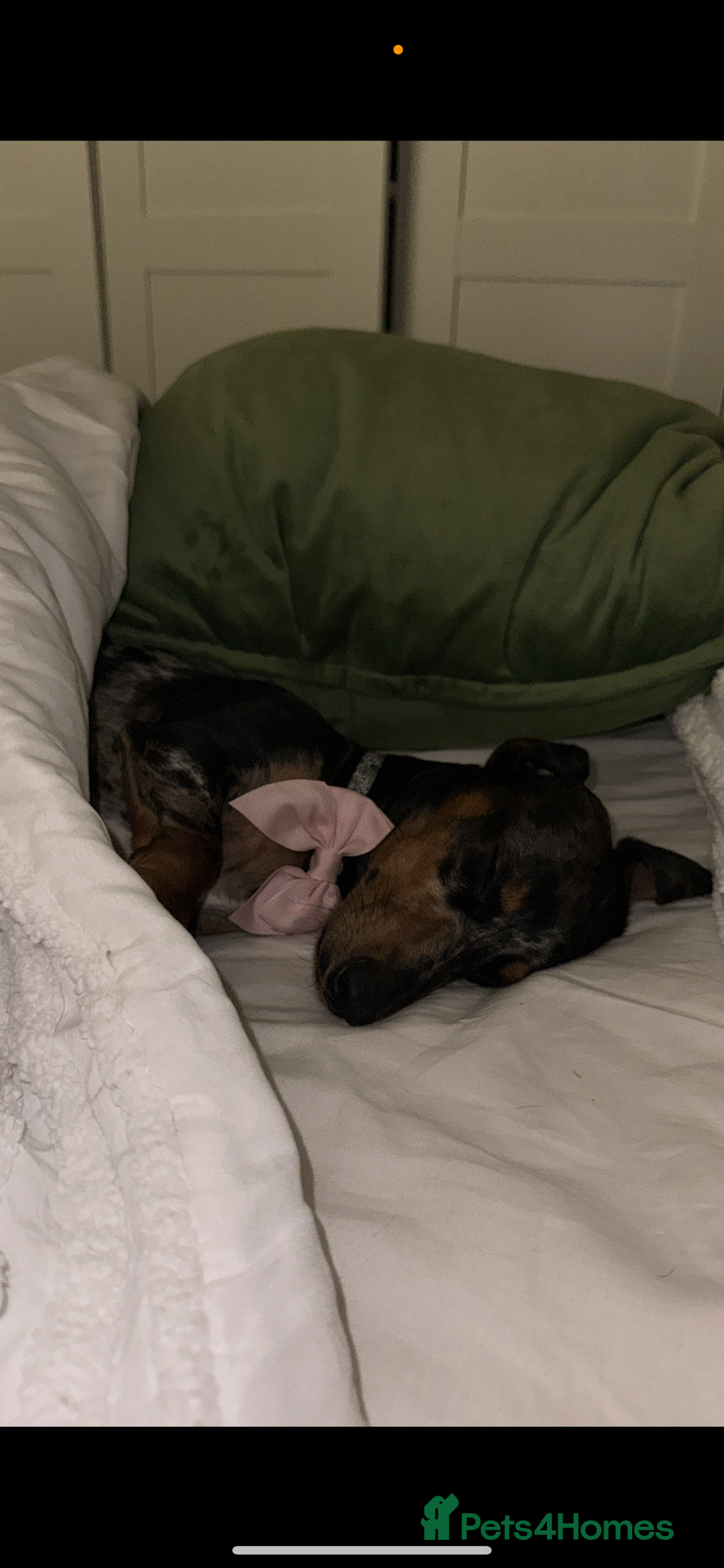 Miniature Dachshund dogs for sale: 2 year old girl  - Image 10