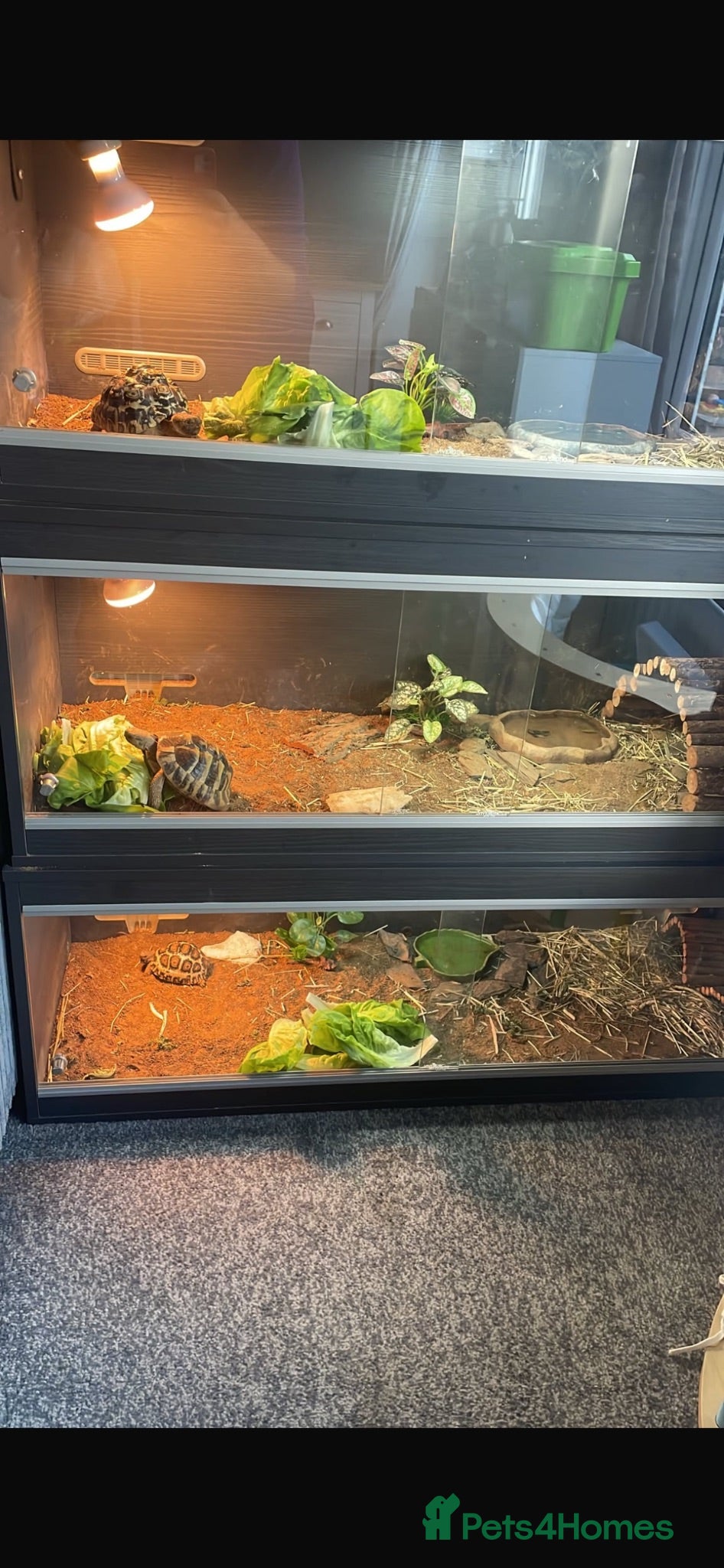 Tortoise reptiles Tortoises  - Advert 2