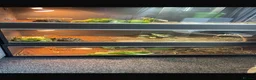 Tortoise reptiles for sale: Tortoises  - Advert 1