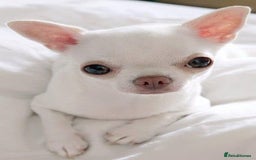 Chihuahua dogs for sale: Chihauhuas For Sale - Image 10
