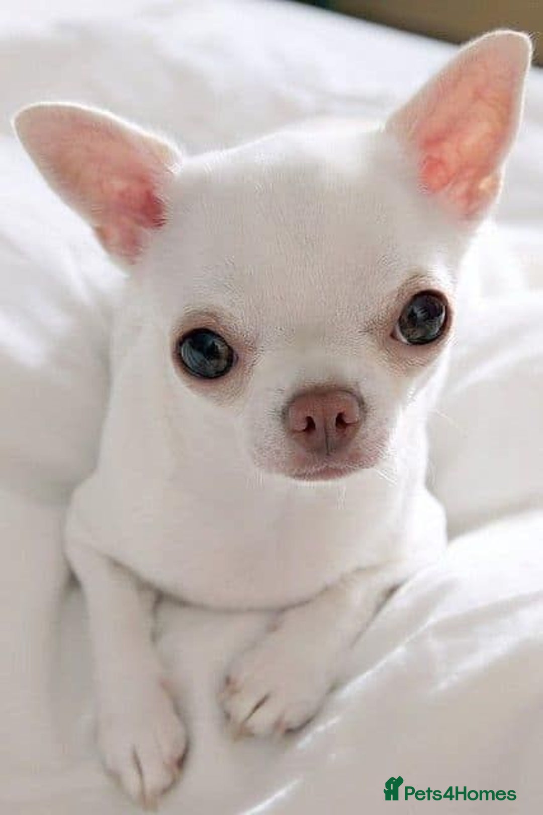 Chihuahua dogs for sale: Chihauhuas For Sale - Image 10