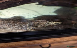 Turtle reptiles for sale: 2 Musk Turtles and 40 gallon tank set up - Image 15