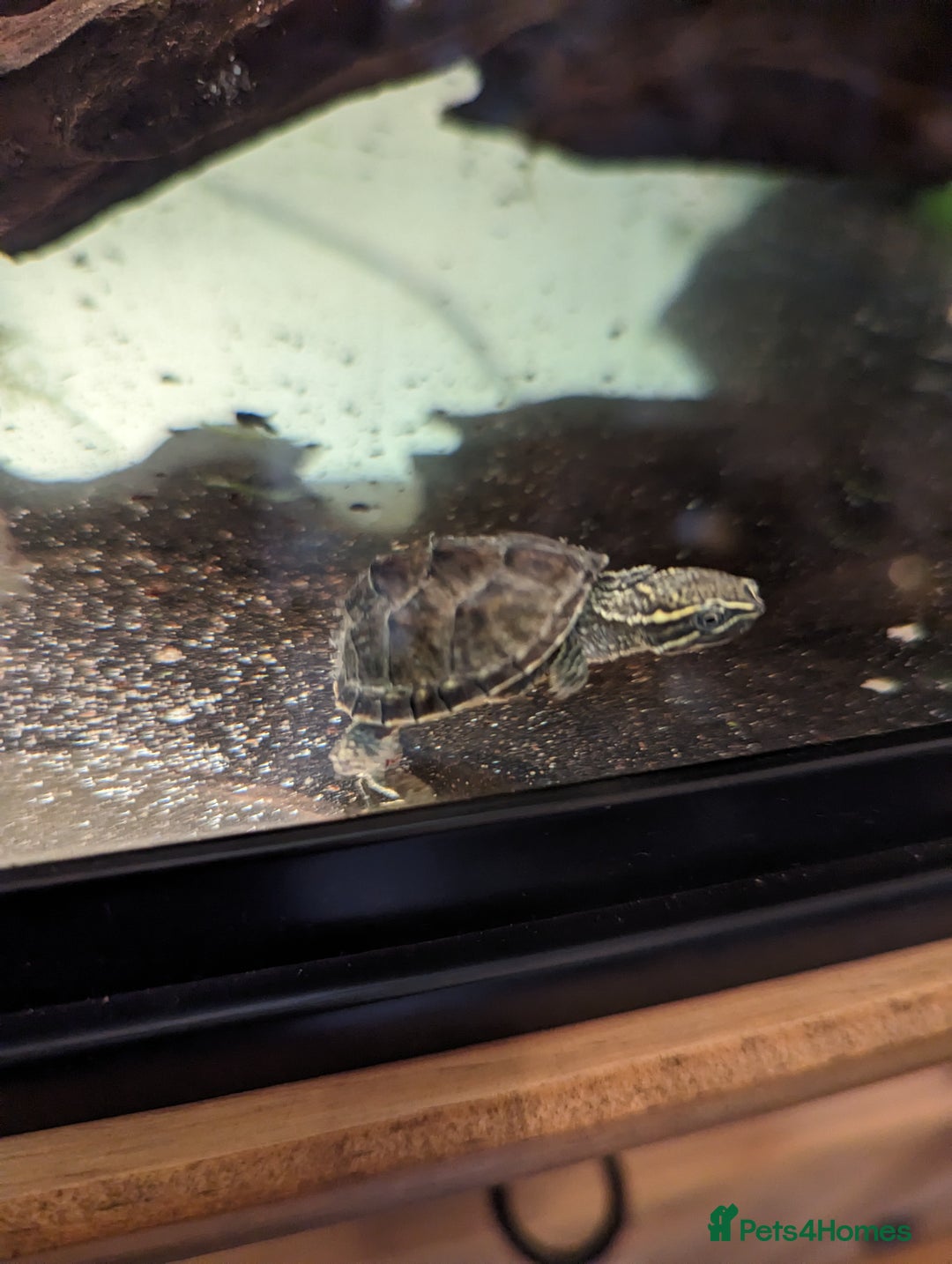 Turtle reptiles for sale: 2 Musk Turtles and 40 gallon tank set up - Image 15