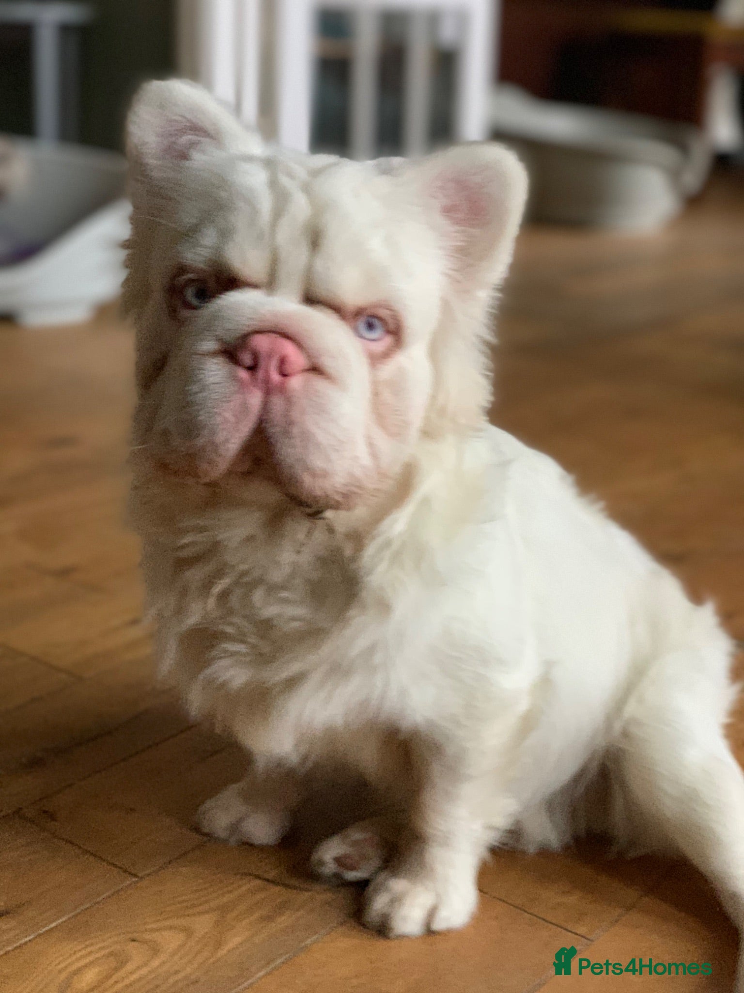 French Bulldog dogs Pink fluffy Frenchie bulldog for stud - Advert 1