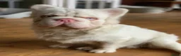French Bulldog dogs for stud: Pink fluffy Frenchie bulldog for stud - Advert 1