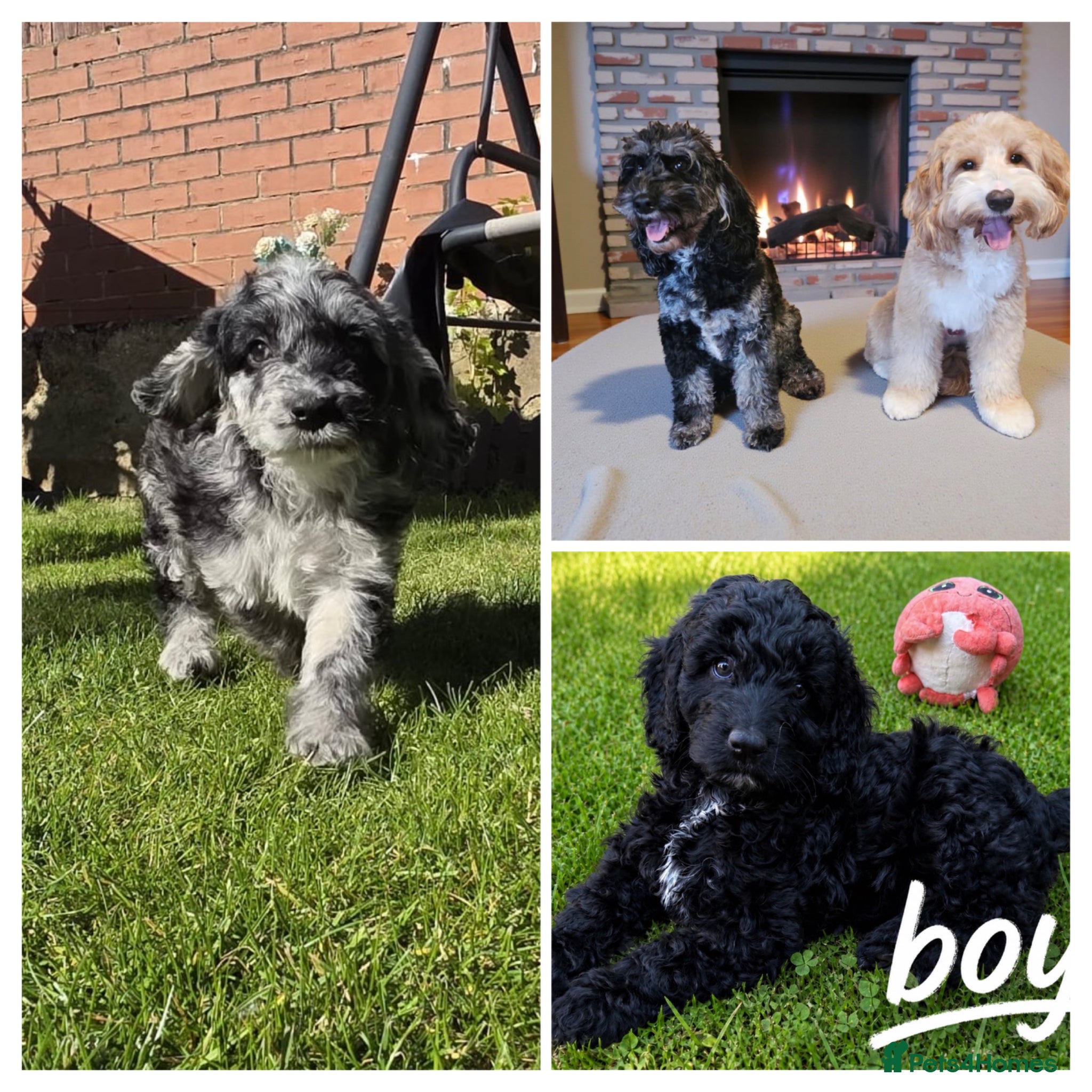 Australian Labradoodle dogs  1 Boy and 1 Girls available ready to go now - Advert 2