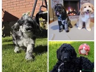 Australian Labradoodle dogs 1 Boy and 1 Girls available ready to go now - Advert 2