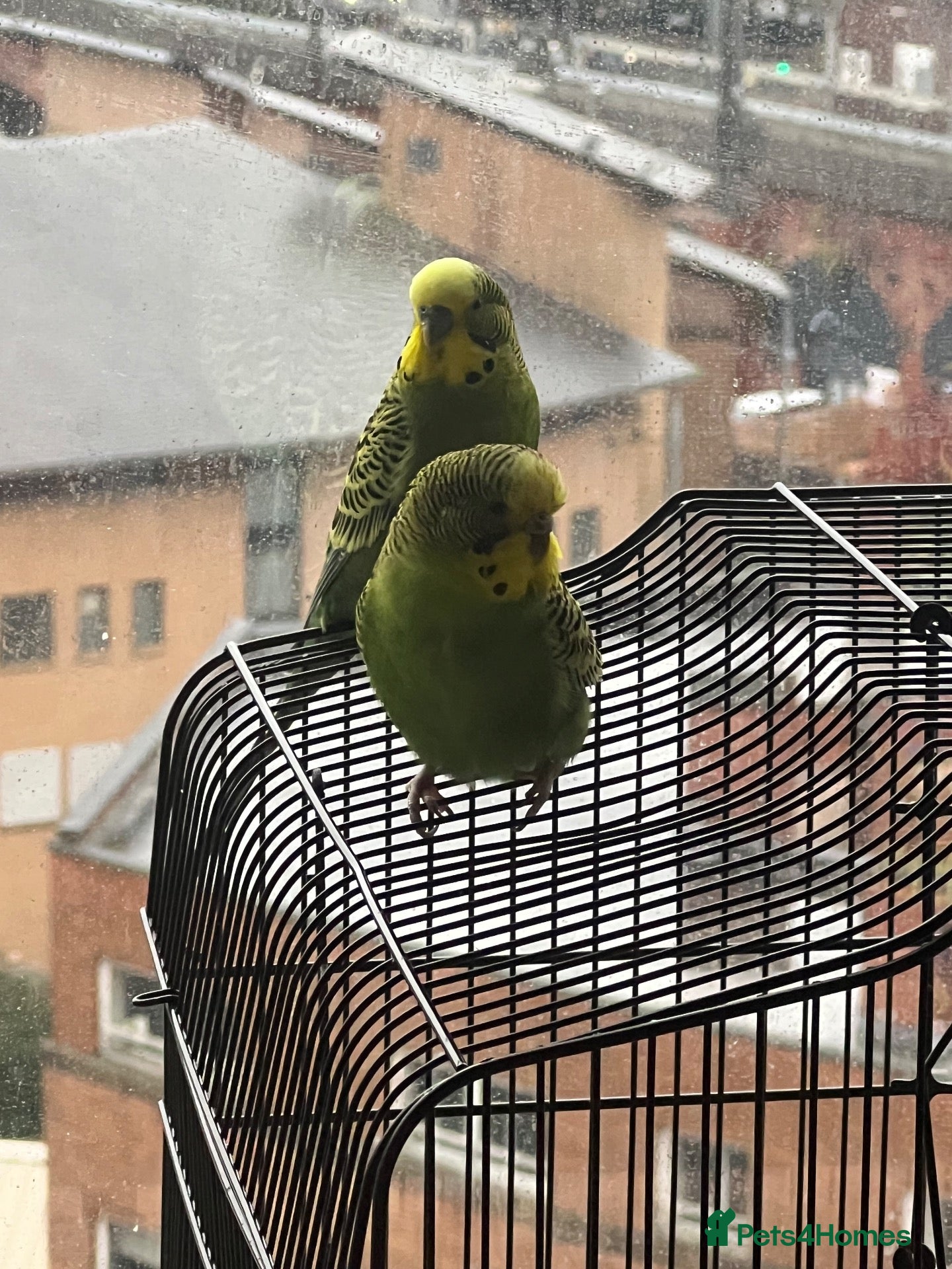 Budgerigars birds for sale: 2 bonded budgies  - Advert 8