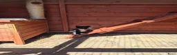 Domestic Shorthair cats for sale: Kittens looking for forever home - Advert 16