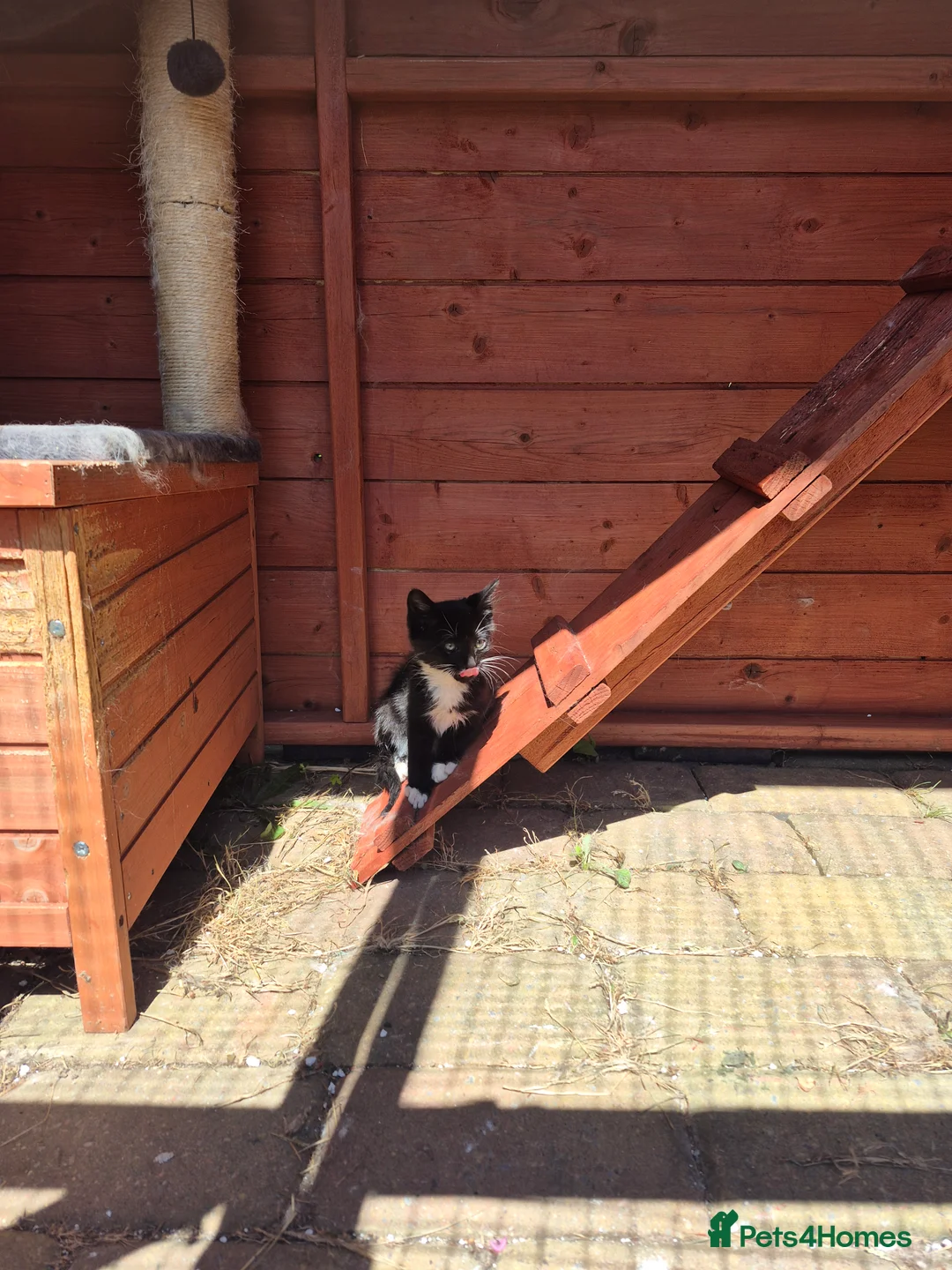 Domestic Shorthair cats for sale: Kittens looking for forever home - Advert 16