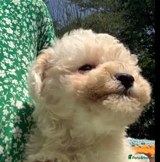 Poochon dogs Gorgeous Poochon boy  - Advert 1