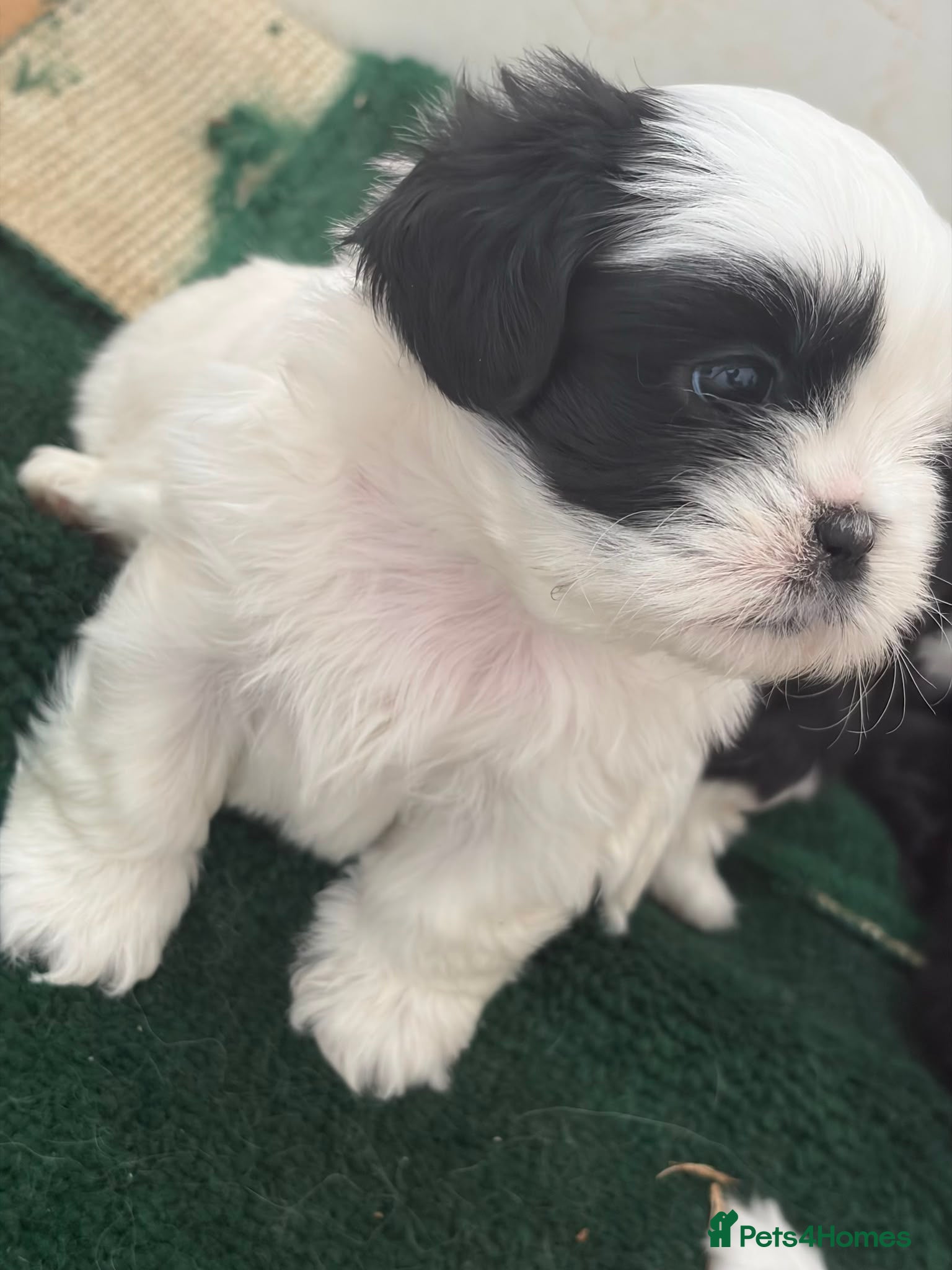 Shih Tzu dogs Shih tzu - Advert 2