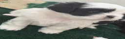 Shih Tzu dogs for sale: Shih tzu - Advert 4