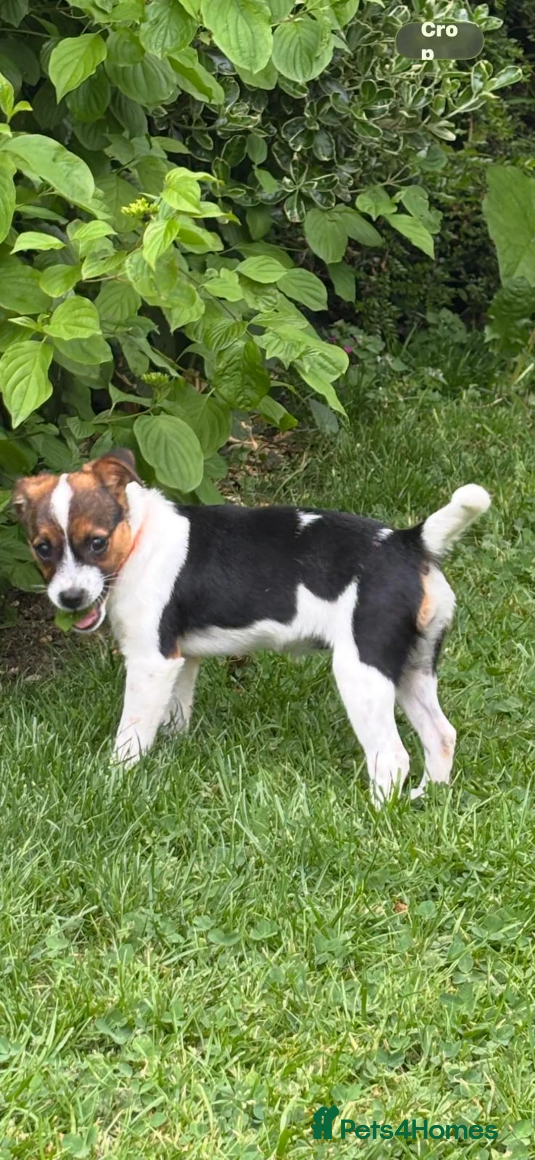 Mixed Breed dogs for sale: Jack Russell  - Advert 2