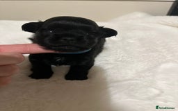 Mixed Breed dogs for sale: Chihuahua × Jack Russell Puppies – KC Reg Dad” - Image 4