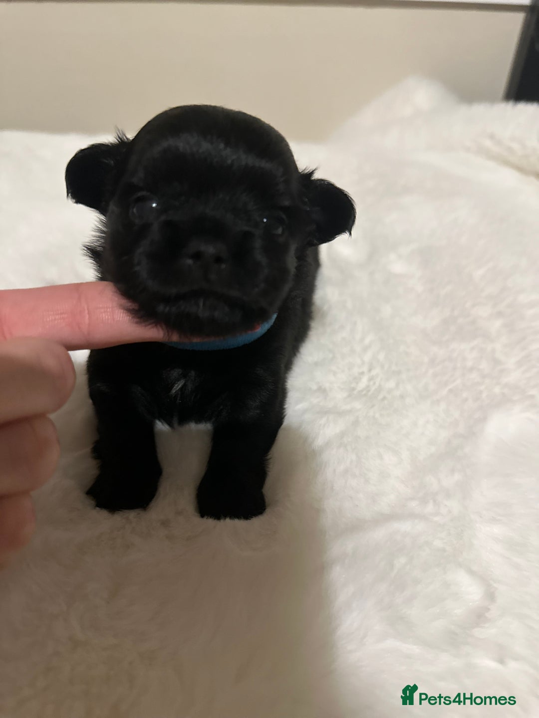 Mixed Breed dogs for sale: Chihuahua × Jack Russell Puppies – KC Reg Dad” - Image 4