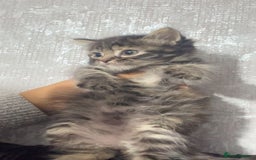 Maine Coon cats for sale: Maine coon x kittens  - Image 3