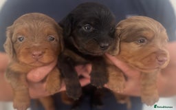 Miniature Dachshund dogs for sale: 3 Beautiful miniature longhair dachshund puppies - Image 1