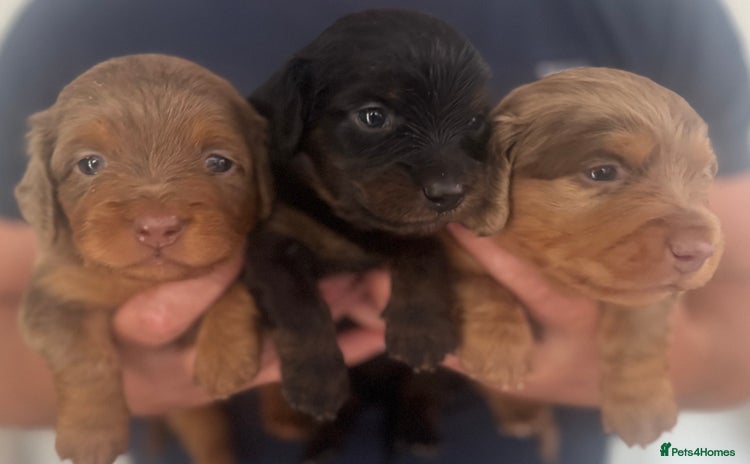 Miniature Dachshund dogs - Advert 2