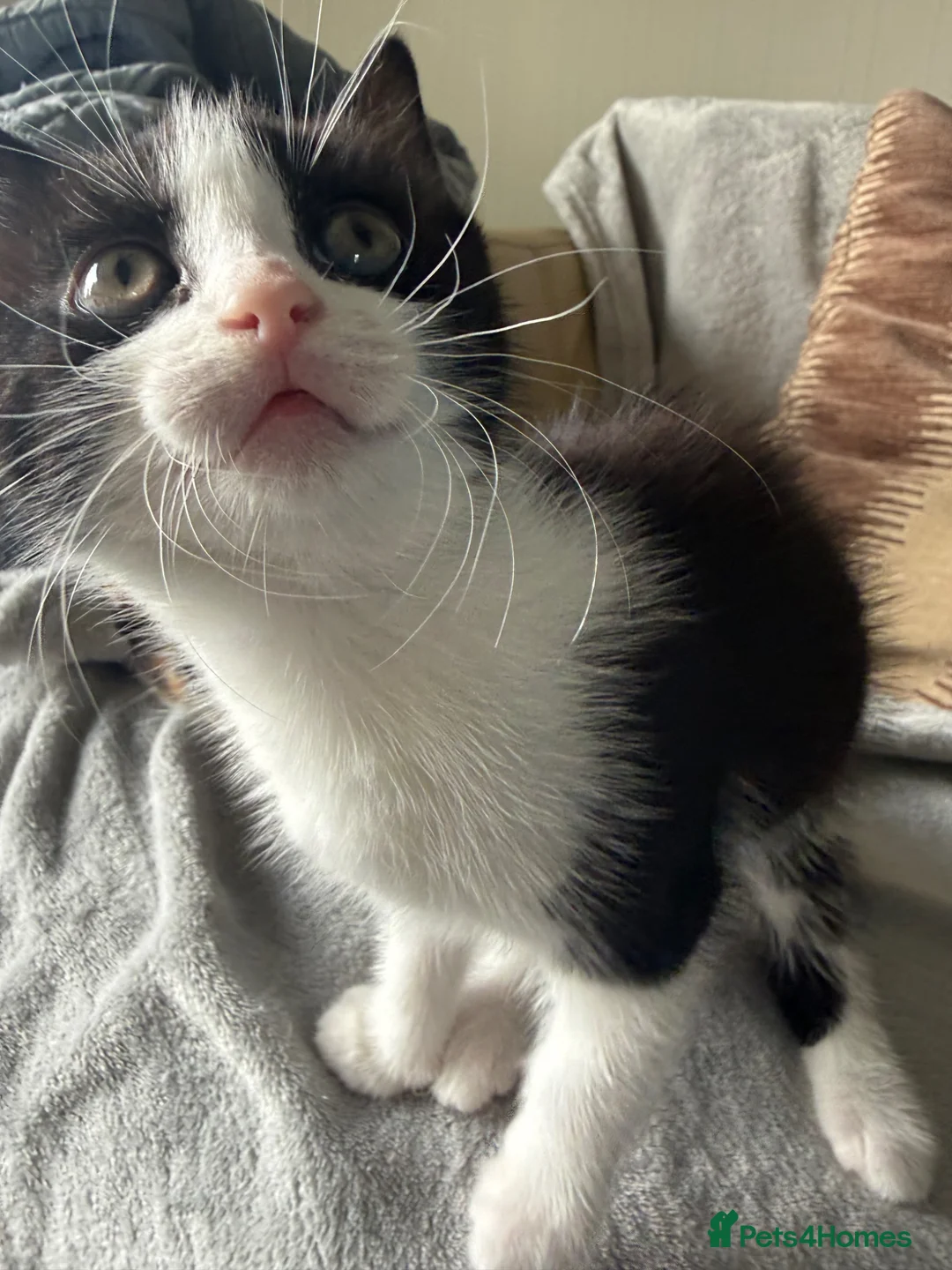 Mixed Breed cats for sale: Beautiful kittens for sale  - Advert 5
