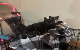 Mixed Breed cats for sale: Five beautiful kittens - Image 2