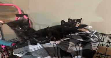 Mixed Breed cats - Advert 5