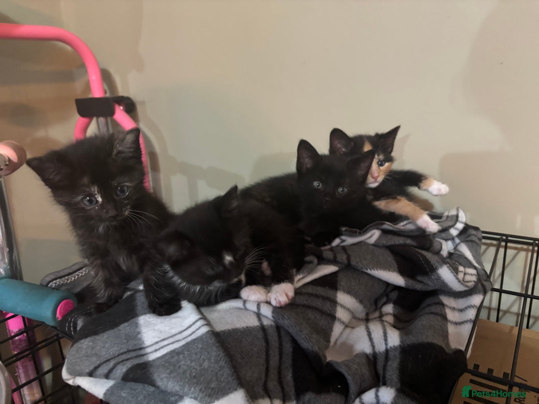 Mixed Breed cats for sale: Five beautiful kittens - Image 2