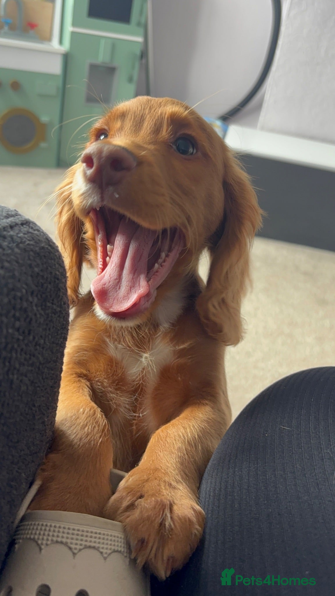 Cocker Spaniel dogs Rico the cocker  - Advert 18