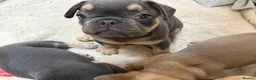 French Bulldog dogs for sale: French Bulldog Puppies - Advert 5