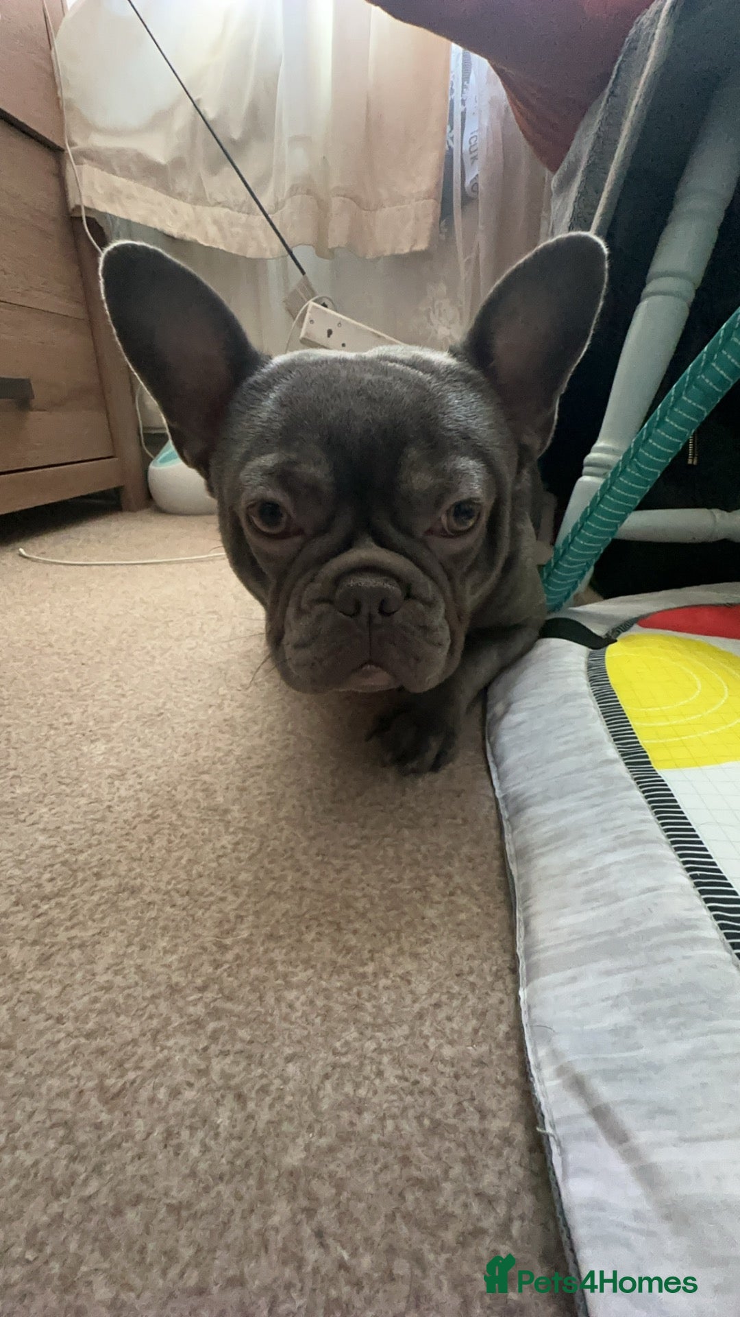 French Bulldog dogs New home for Frenchie - Advert 2