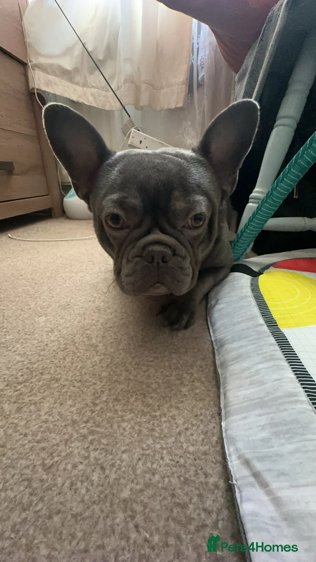French Bulldog dogs for sale: New home for Frenchie - Advert 1