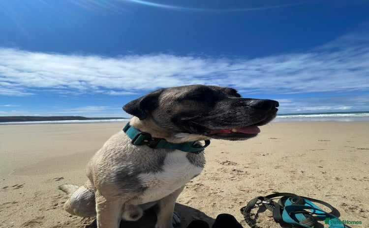 Mixed Breed dogs in Nuneaton - Advert 16