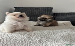 Pomeranian dogs for sale: Pomeranian pups🩵🩷 - Image 1