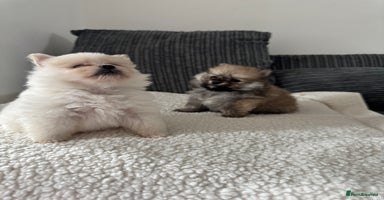 Pomeranian dogs - Advert 2