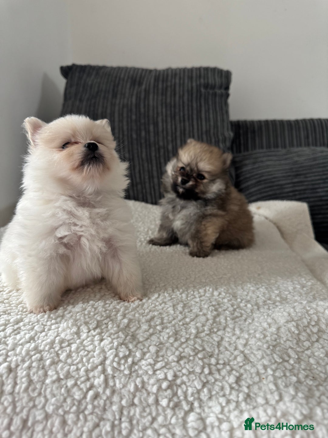 Pomeranian dogs for sale: Pomeranian pups🩵🩷 - Image 1