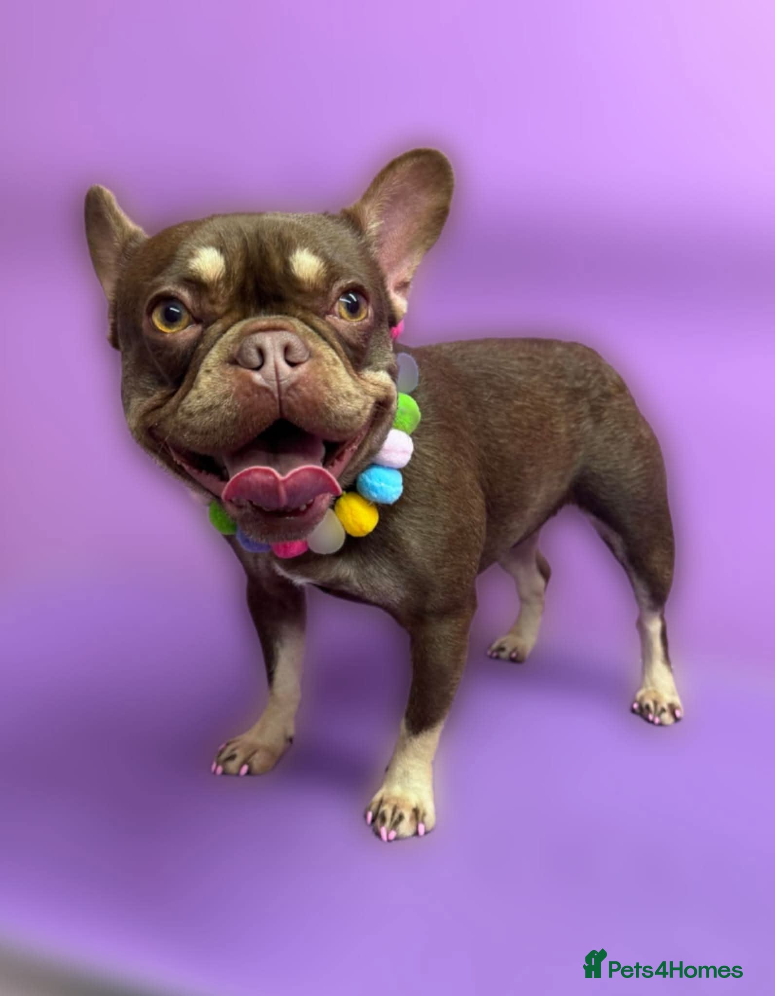 French Bulldog dogs Chocolate rojo french bulldog bitch for rehoming in Workington - Advert 5