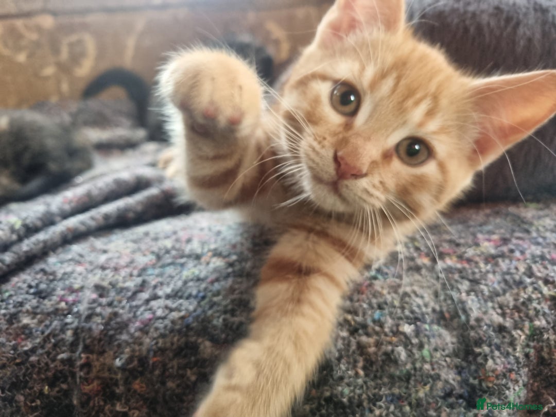 Mixed Breed cats for sale: 3 Ginger and 3 Callico kittens - Image 6