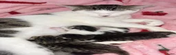Domestic Shorthair cats for adoption: Adorable Kittens Looking for Their Forever Homes  - Advert 3