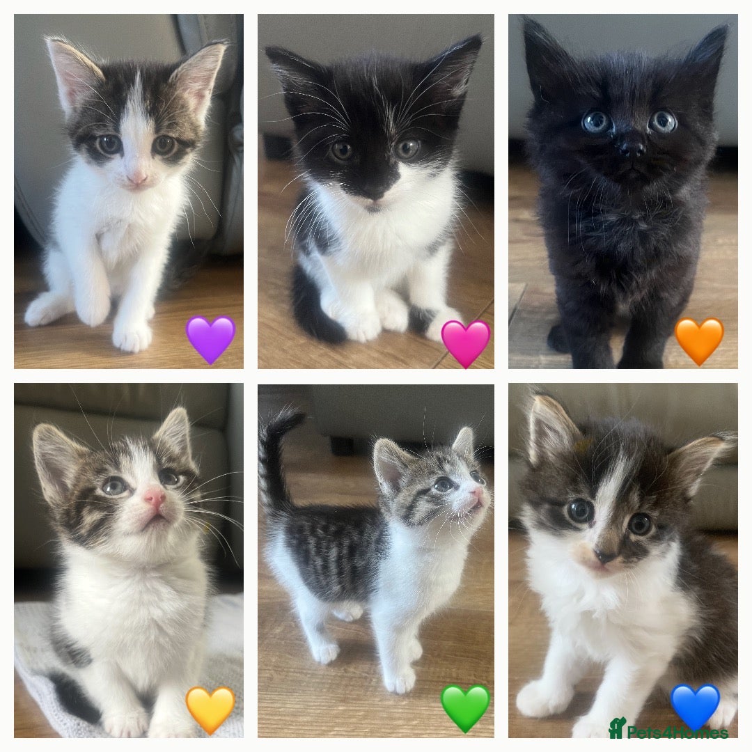 British Longhair cats 6 Long hair X Tuxedo Kittens ❤️ - Advert 6