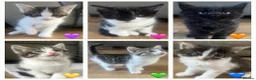 British Longhair cats for sale: 6 Long hair X Tuxedo Kittens ❤️ - Advert 1