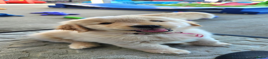 Golden Retriever Puppy 2