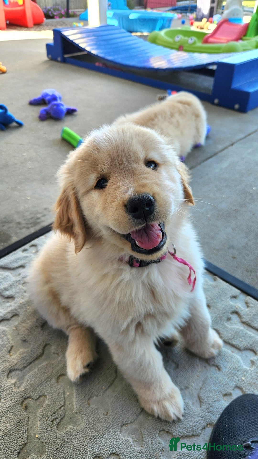 Golden Retriever dogs for sale: Gorgeous Golden Retriever Puppies. - Image 4