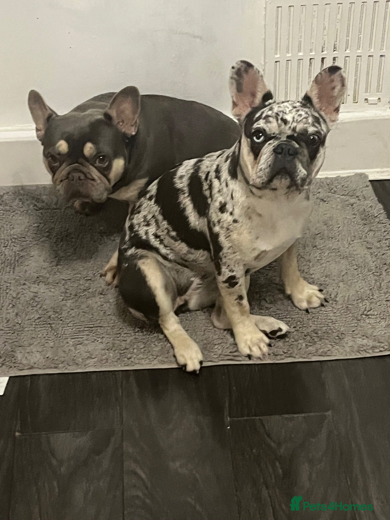 French Bulldog dogs Female lilac merl French bulldog  - Advert 3