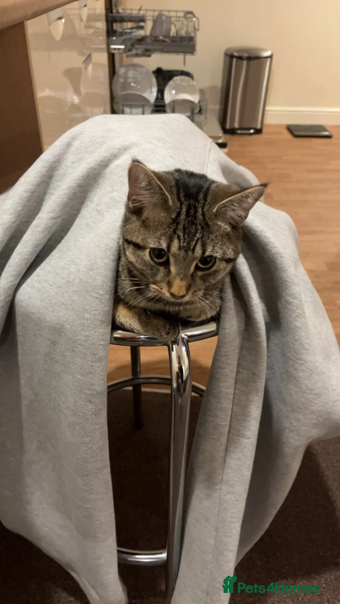 Domestic Shorthair cats for sale: 1 Year Old Male Cat in Bradford - Advert 1